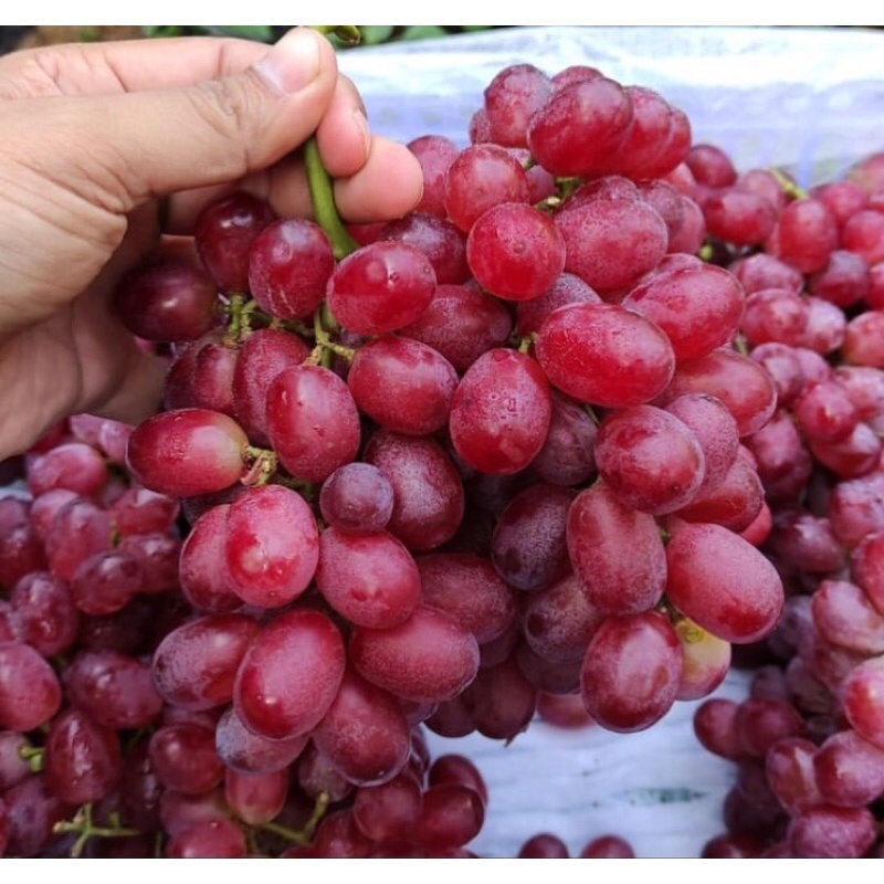 

Buah Anggur Crimson Seedless Gift Box Fresh Import