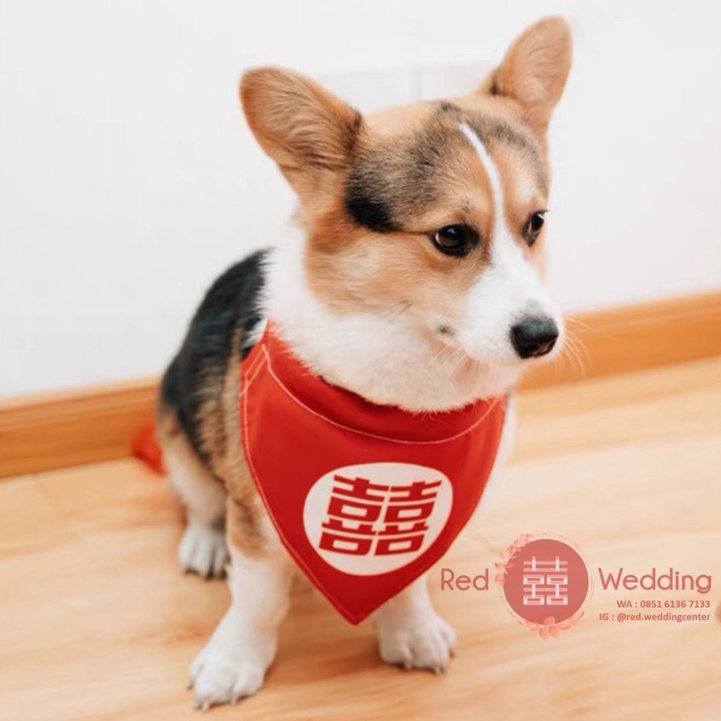 PET TAG Tali Kalung Leher Pet Acc Hewan Aksesoris Anabul Lucu Wedding Shuang Xi