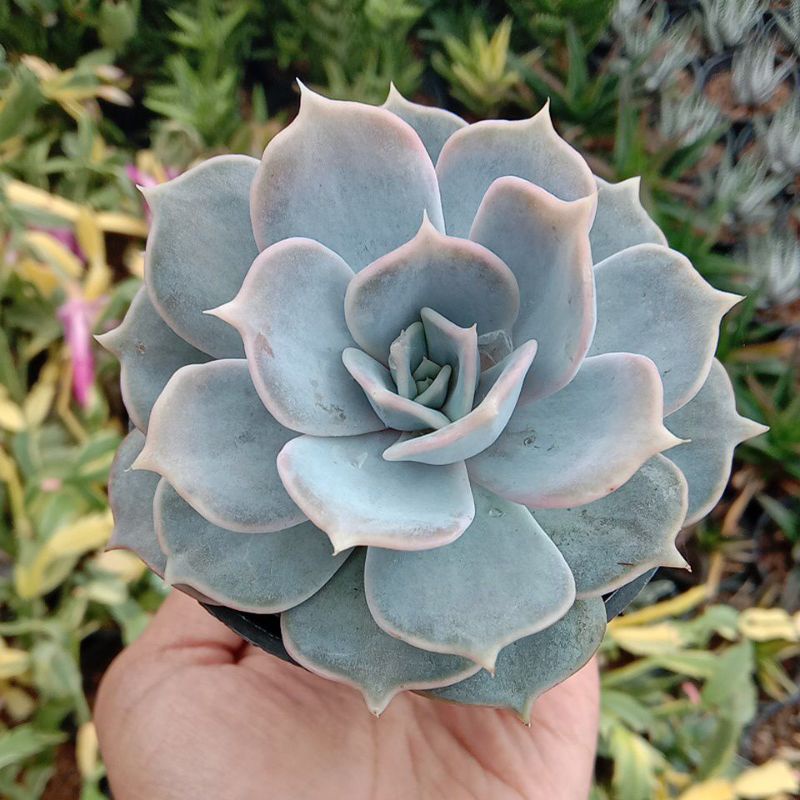 Kaktus Sekulen echeveria lilacina Medium