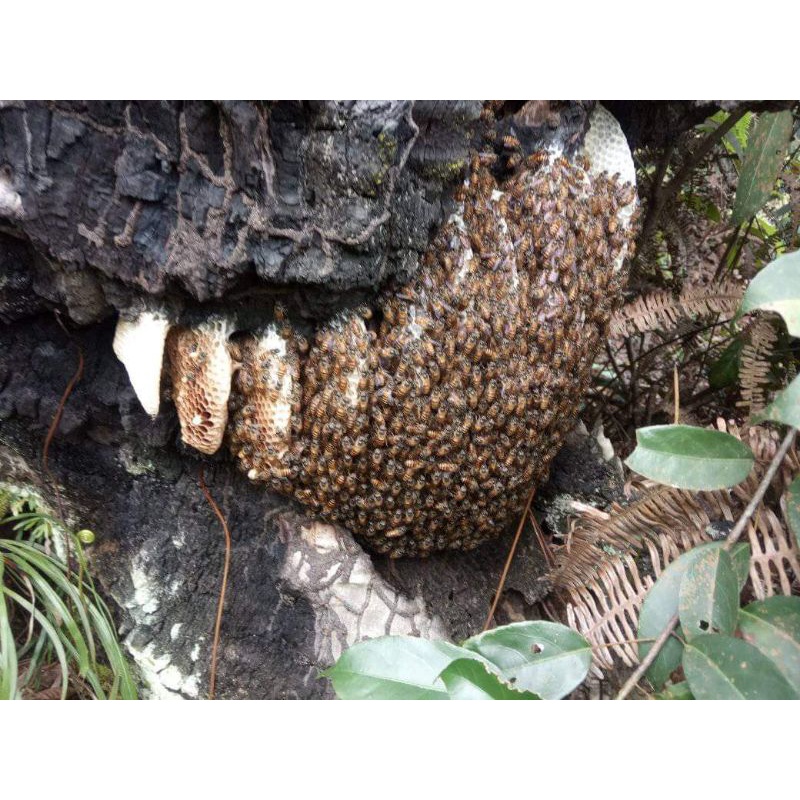 

MADU ALAMI / MADU HUTAN / MADU ASLI / MADU HASIL HUTAN