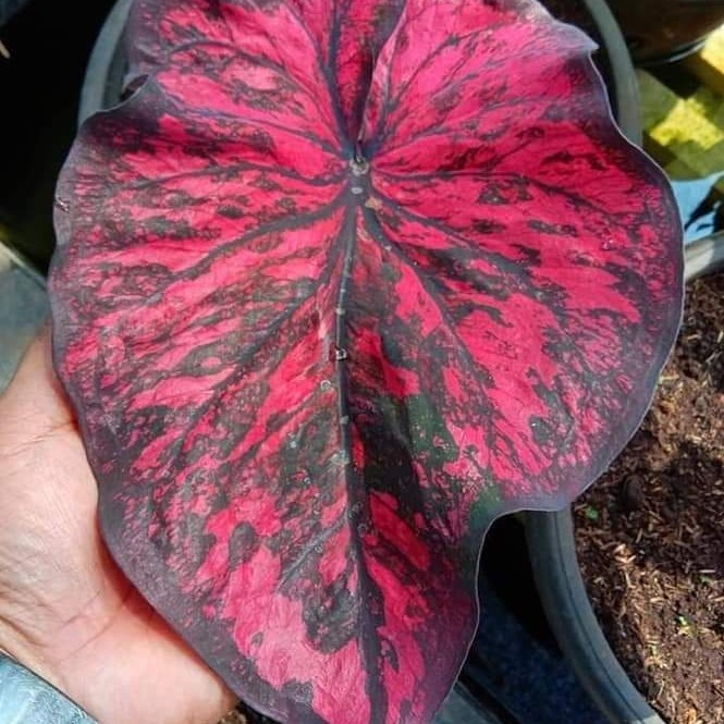 tanaman hias keladi Ac antanu anakan caladium hias ac antanu merah