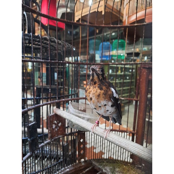 Anis kembang trotol jantan