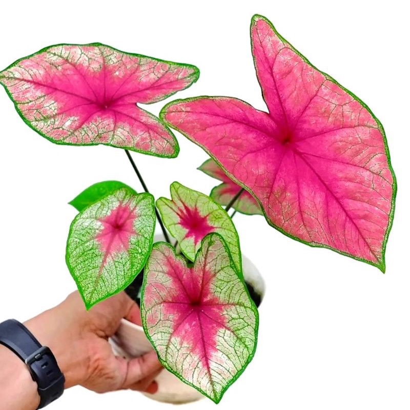 Caladium Fiesta / bunga keladi / tanaman hias keladi murah / tanaman keladi hidup / caladium thailan