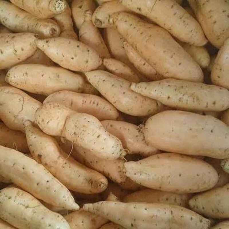 

Ubicilembumentah