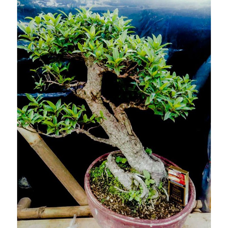 bonsai jadi..pohon loa tinggal pajang..