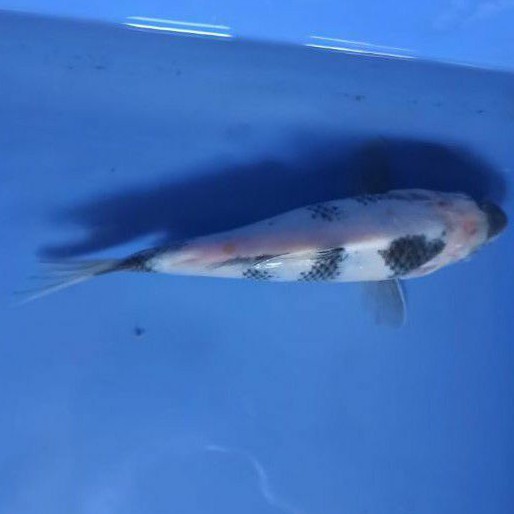 ikan koi shiro anakan Import breeder terkenal di BK Blitar Tategoi