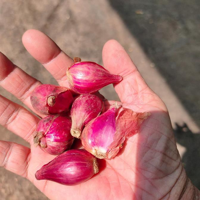 

Big Sale Bawang Merah Brebes Super 1000gr / 1kg Big Sale