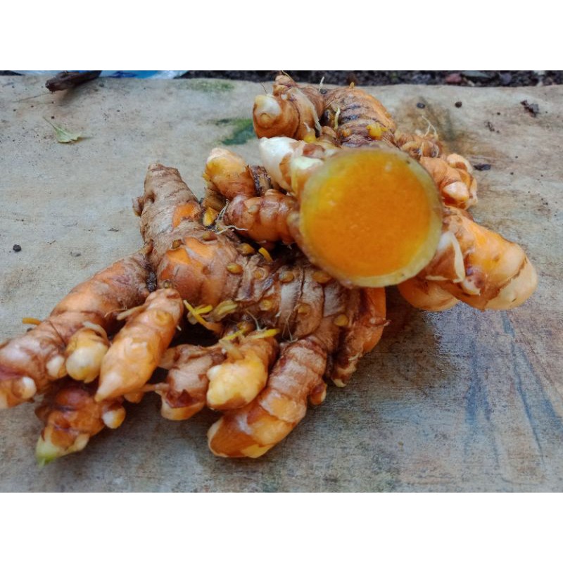 

kunyit segar 250 gram