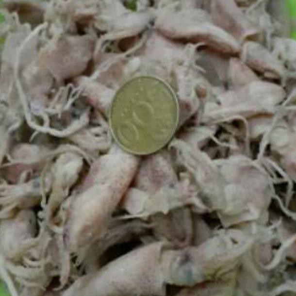 

Pr0duk kekinian baby cumi kering /asin 250gram |A1W 005 ,,,, ,,!