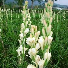 bibit bunga sedap malam # wangi