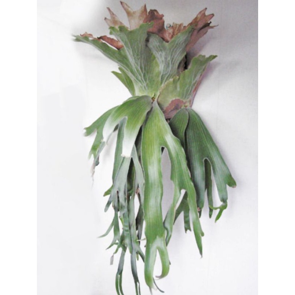 FahriOrchid - Platycerium andinum langka