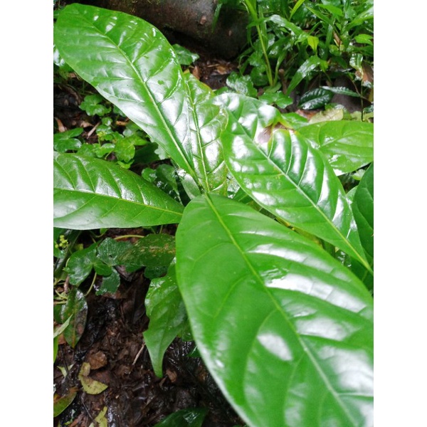 Bibit buah kopi unggul siap tanam