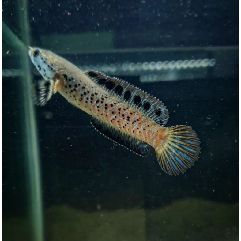 orna YL 5-6 bahan progres 