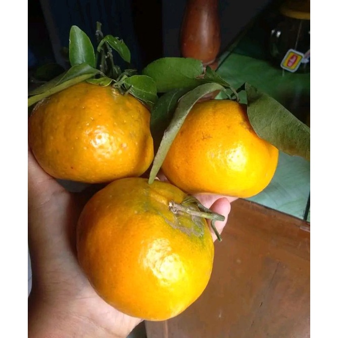 

Bibit jeruk manis keprok batu 55 ( bisa COD ) Berbuah Dan Belum Buah