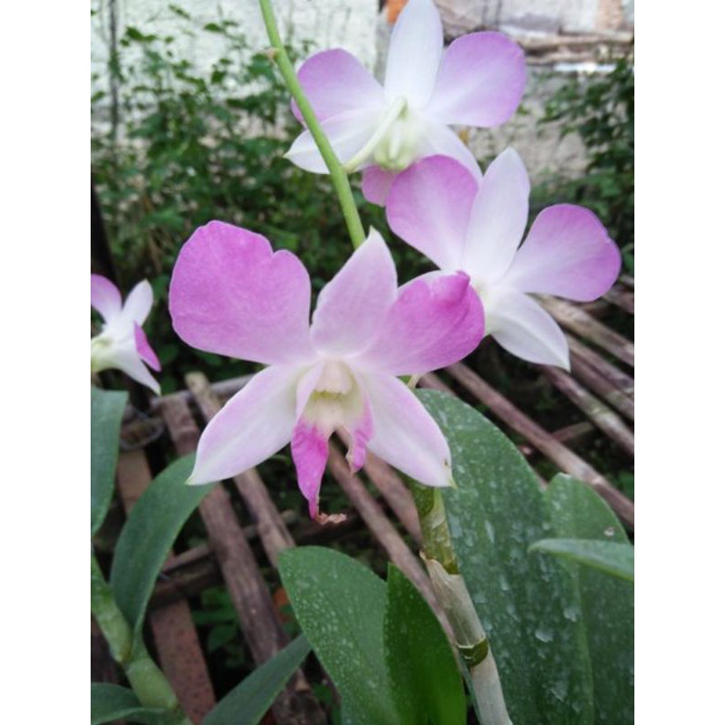 anggrek dendrobium ARINDANG