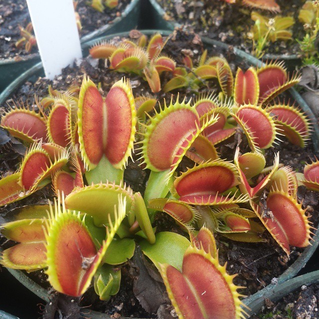 Biji Venus Flytrap Brown - Tanaman Venus Flytrap Coklat - Bibit Tanaman BungVenus Flytrap Brown -COD