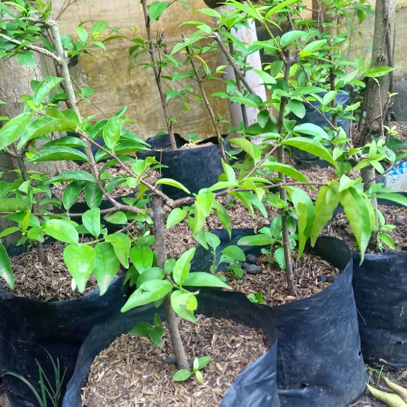 bibit anting putri stek bahan bonsai