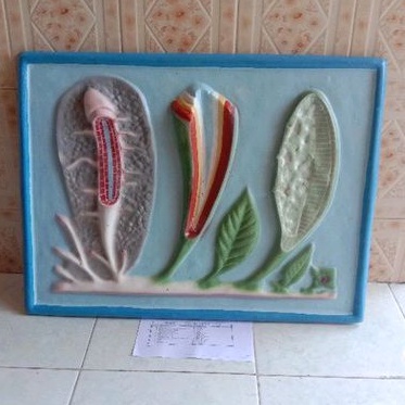 

akar batang dan daun alat peraga pendidikan, penampang