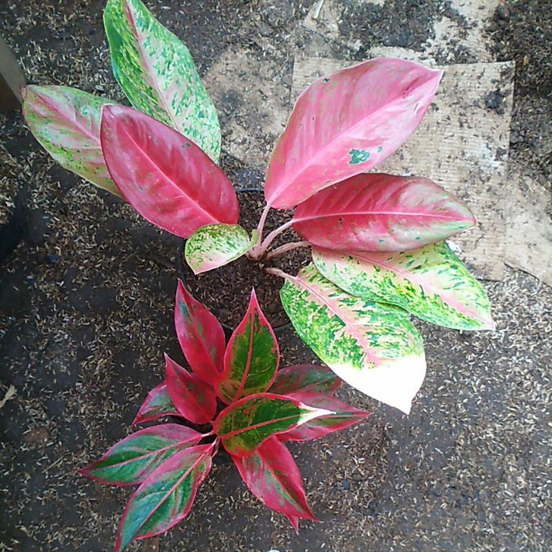 ag siam aurora r2,bigroy mutasi