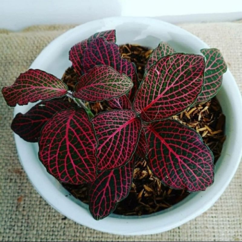 Tanaman hias episcia mutiara merah - fitonia merah