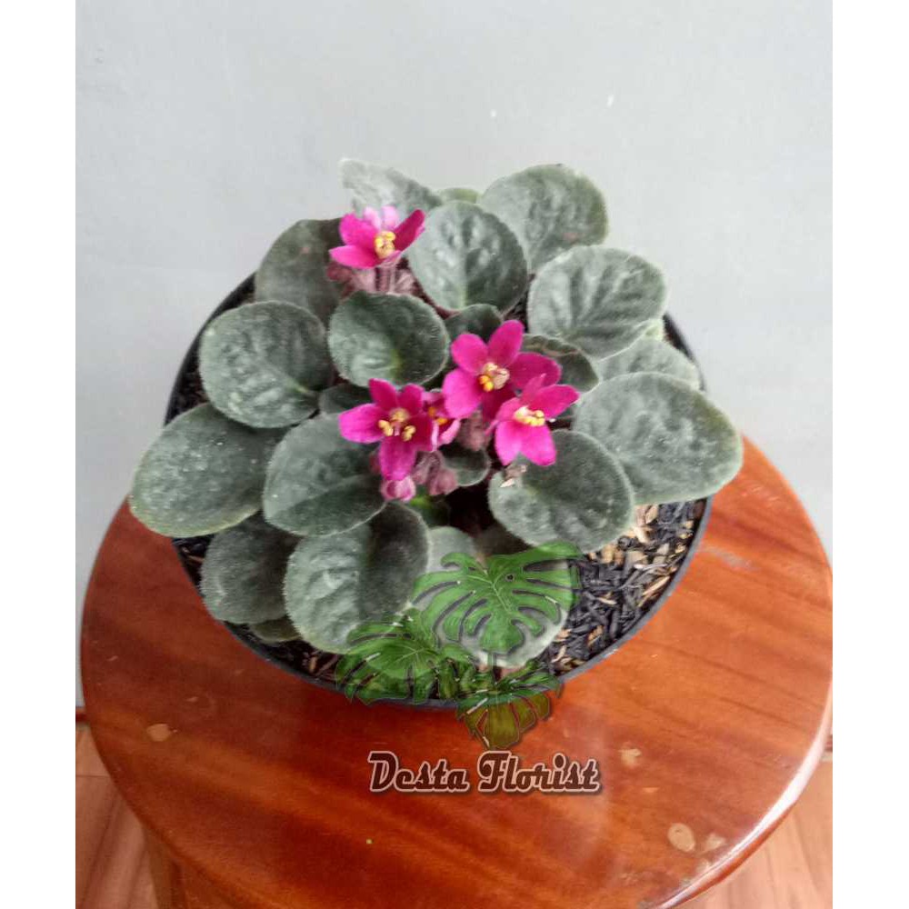 TANAMAN HIAS - Violces bunga merah (African violets red)