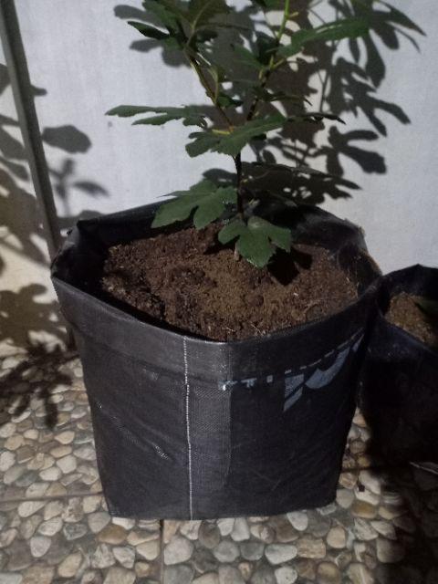 Planter Bag 100 Liter (50x50)