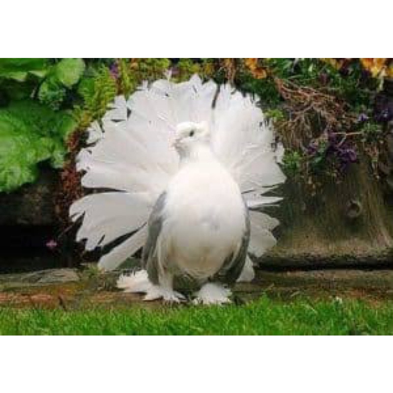 

TELUR BURUNG MERPATI HIAS / TELUR BURUNG DARA HIAS KIPAS AF UNTUK DI TETASKAN