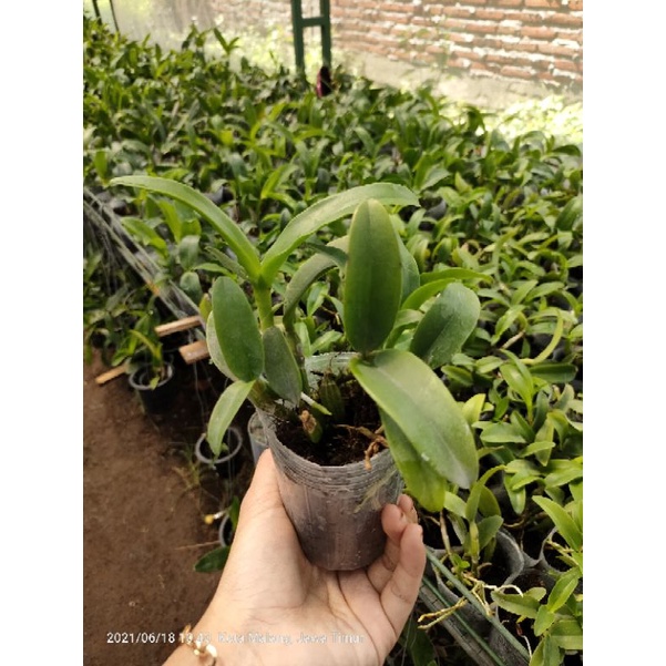 Anggrek Cattleya Remaja