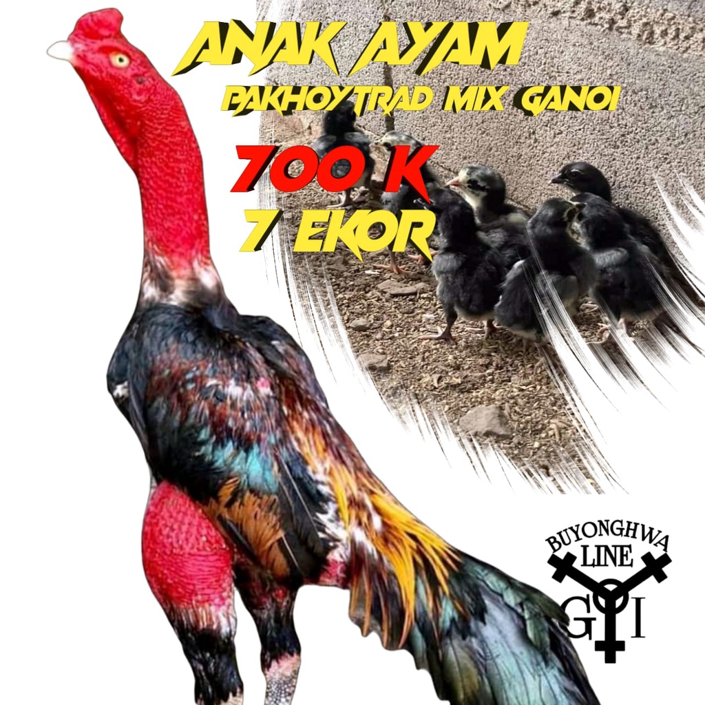 ayam bangkok anakan ganoi mix pakhoy 7 ekor usia 2 minggu