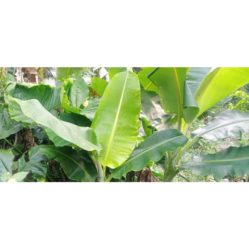 daun pisang fresh/ daun pembungkus makanan/ daun cau harga 1kg 