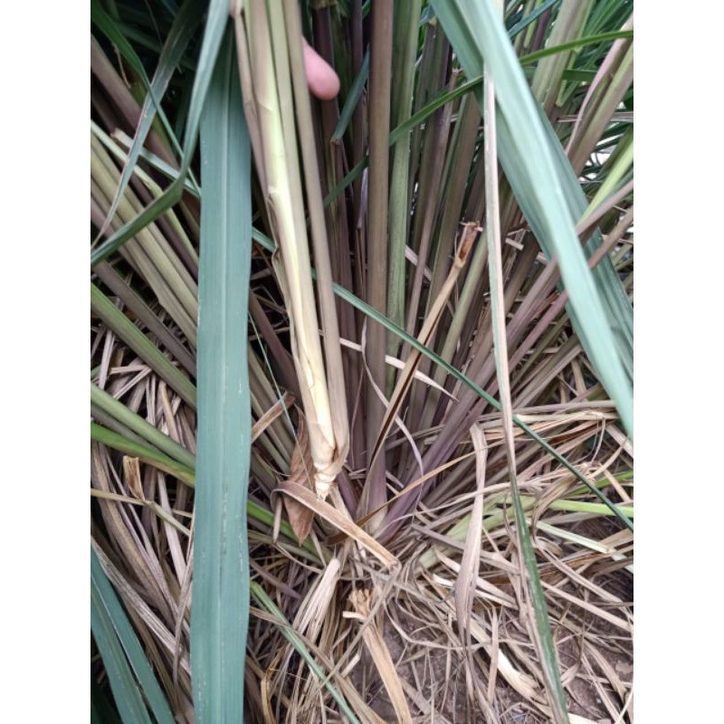 

Sereh Wangi Segar Serai Merah Lanang 500 gr