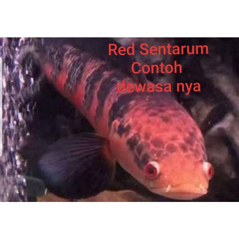 Ikan CHANNA RED SENTARUM MATA MERAH HIGH QUALITY (BERGARANSI)