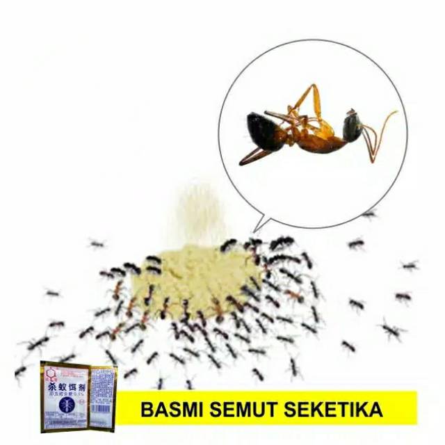 Racun semut Miejiging Powder ( Basmi koloni semut  )