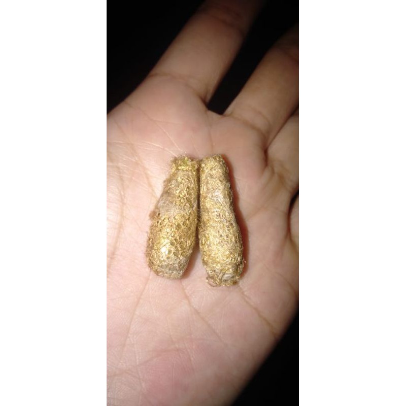 

kepongpong wesi kuning