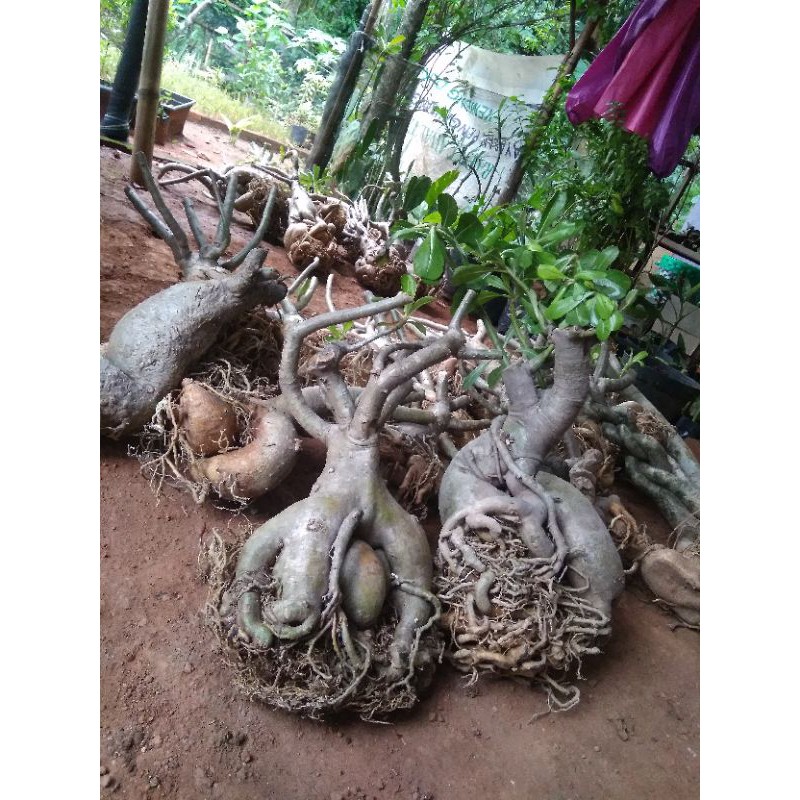 special adenium kamboja bonggol jumbo dan unik