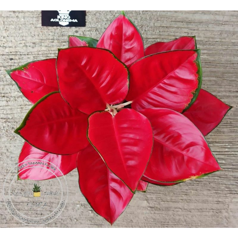 Tanaman Hias Aglonema Suksom - Aglonema Suksom Jaipong - Bunga Aglonema