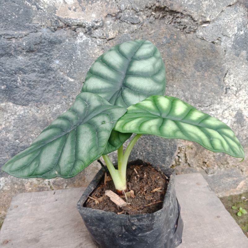 alocasia dragon scale, alocasia dragon silver, keladi tengkorak, alocasia baginda, alocasia bagindas