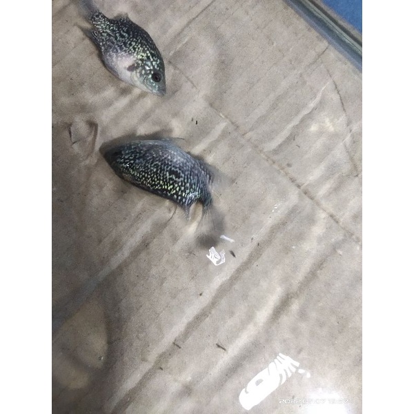 Cencu x prada, siap progres