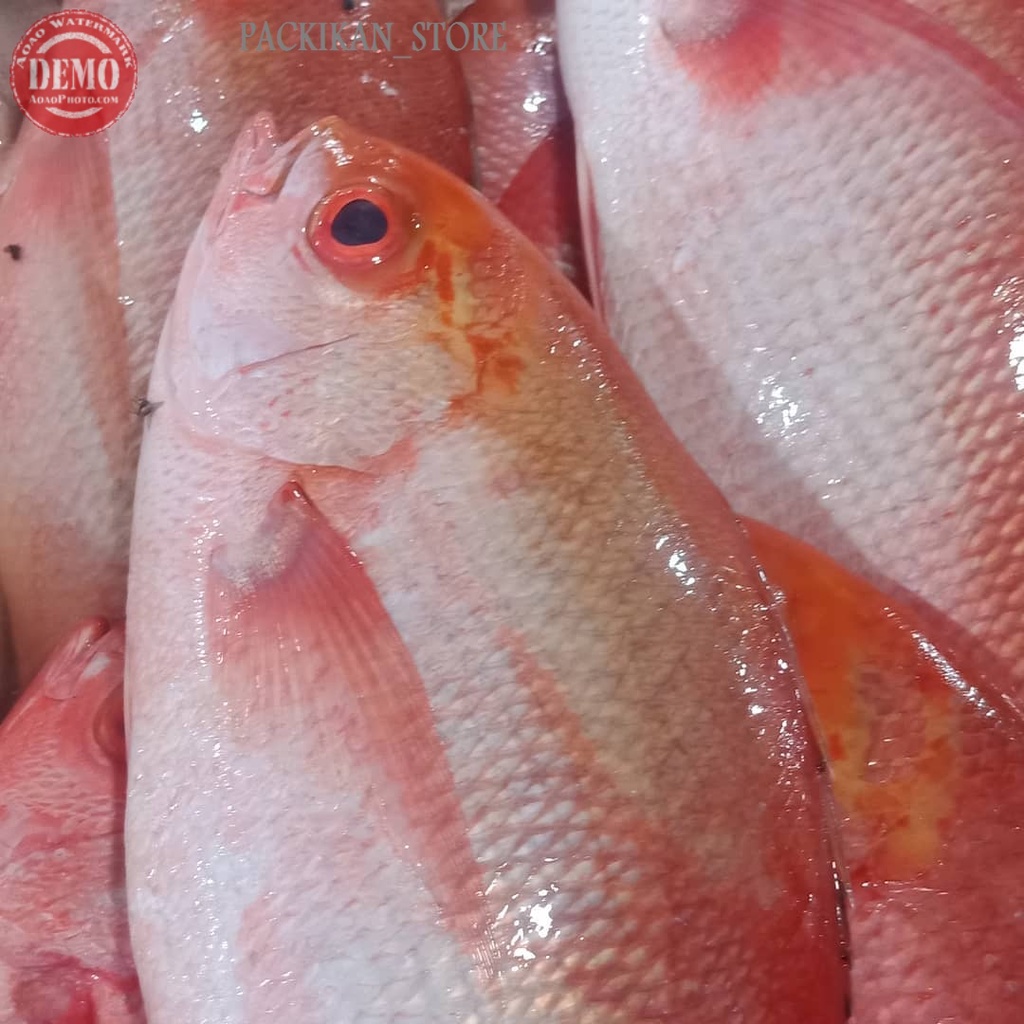 

Ikan Kakap Merah Sawo 1UP