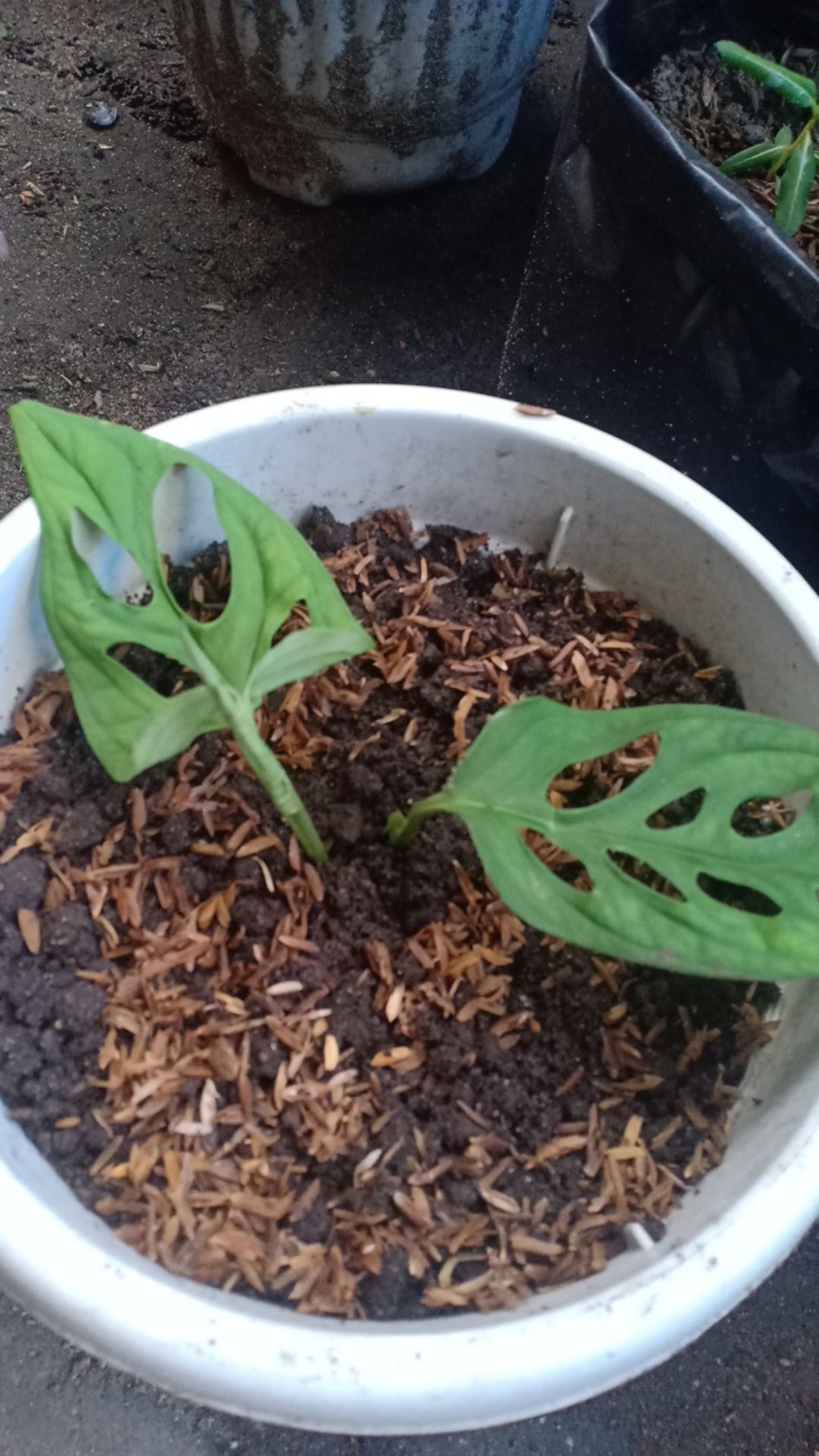 Janda Bolong- Tanaman Hias Monstera Obliqua Lokal