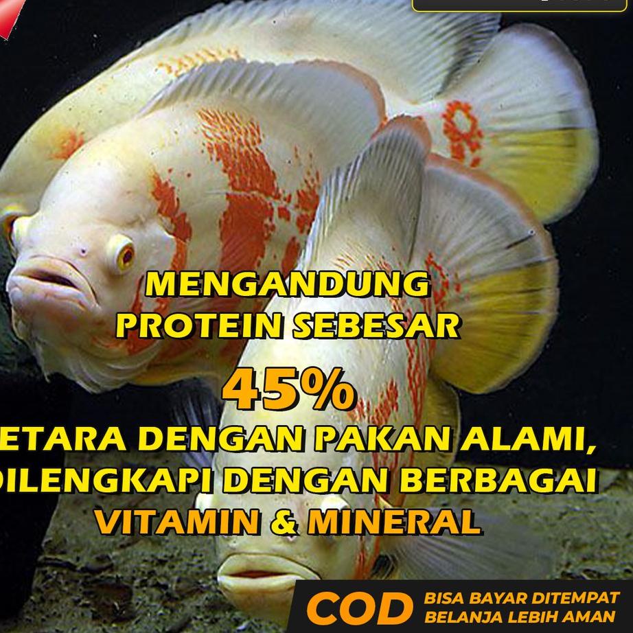 Best Pakan Ikan Oscar Pelet Makanan Oscar Premium Oscar Tiger Albino Batik Paris Tembaga Slayer REDO