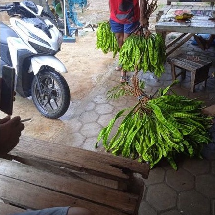 

Buah Pete Tanpa Ulat Lonjoran