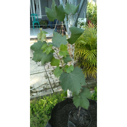 Anggur Moondrop Grafting 1 meter Akar Lebat Siap Tanam Foto asli bonus cutting
