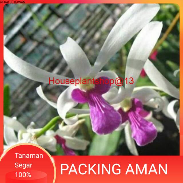 Anggrek Dendrobium Mesangnil -HPS@13
