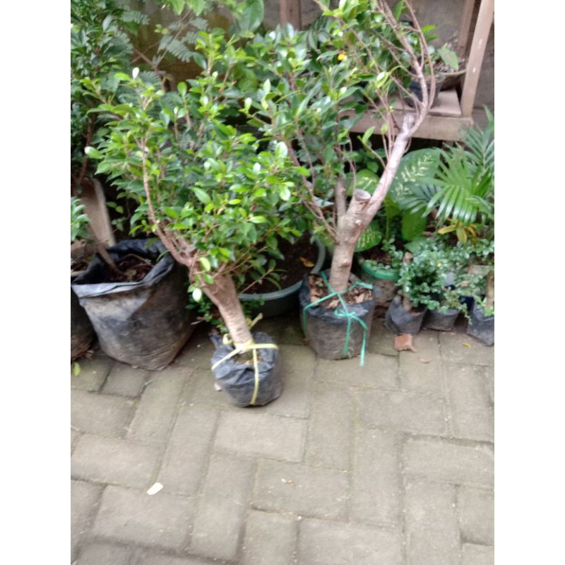 bahan bonsai kimeng bonsai beringin kimeng