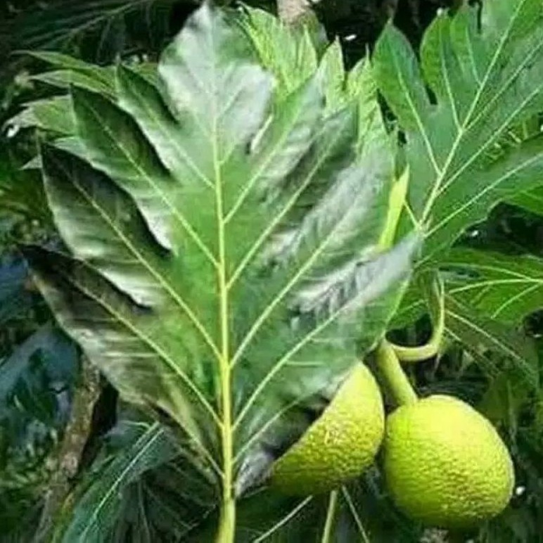 

Daun Sukun perlembar