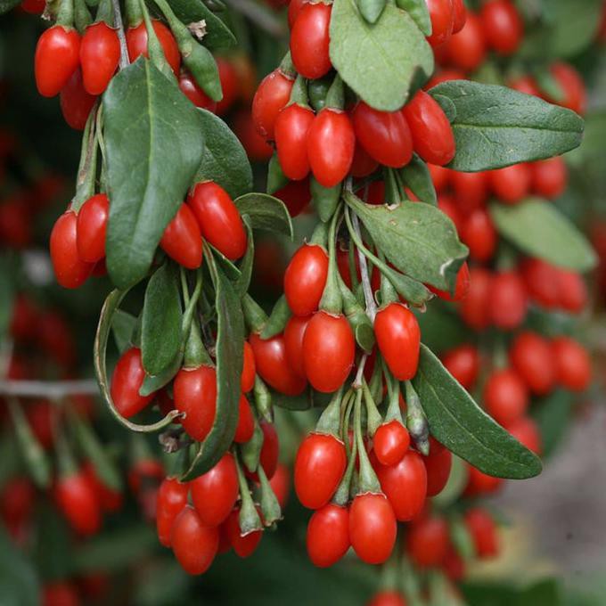 Tanaman Bibit Buah Goji Berry