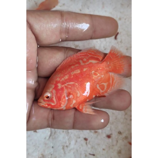 Oscar Super Red Tiger Albino