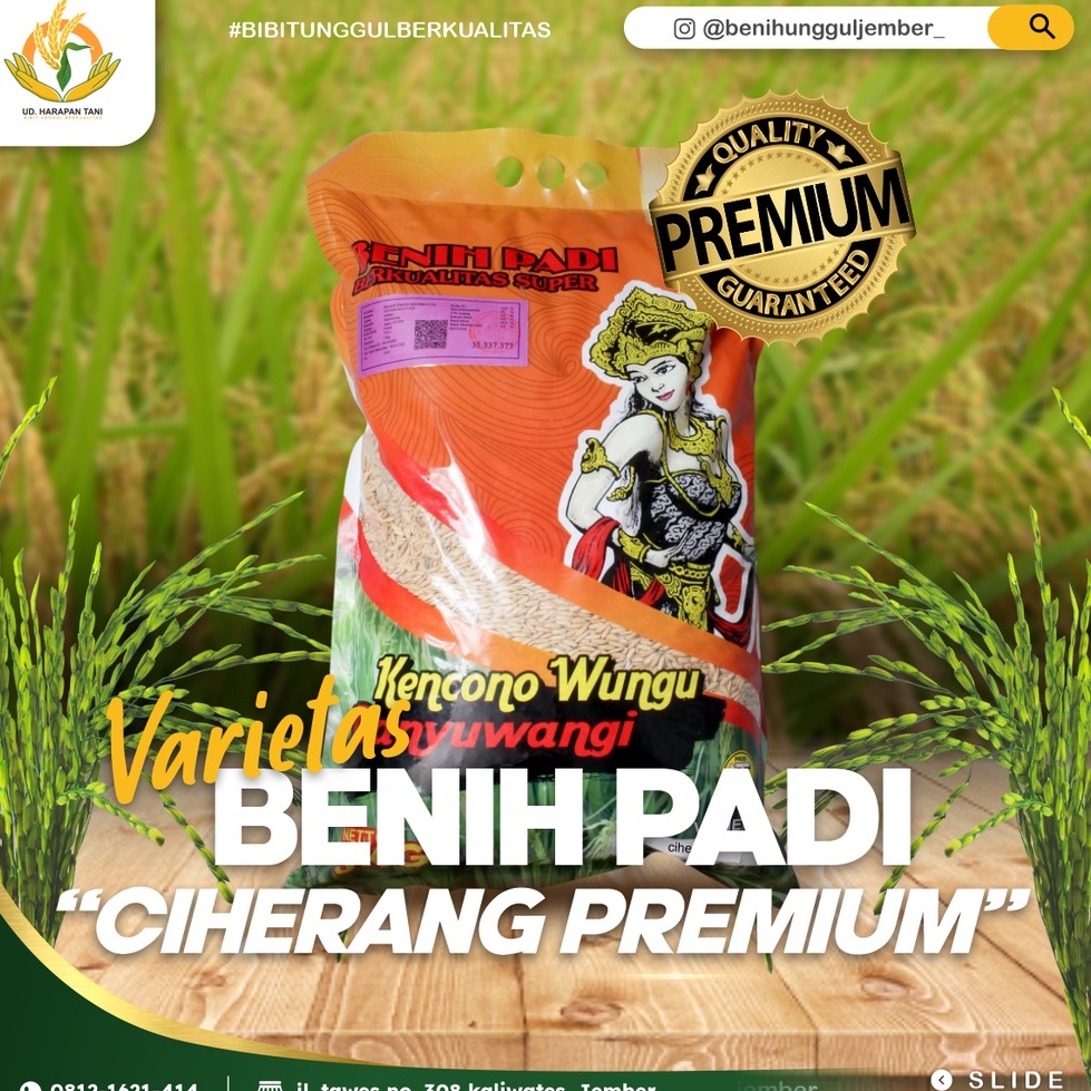 benih padi unggul varietas ciherang / ciherang / benih padi premium ciherang