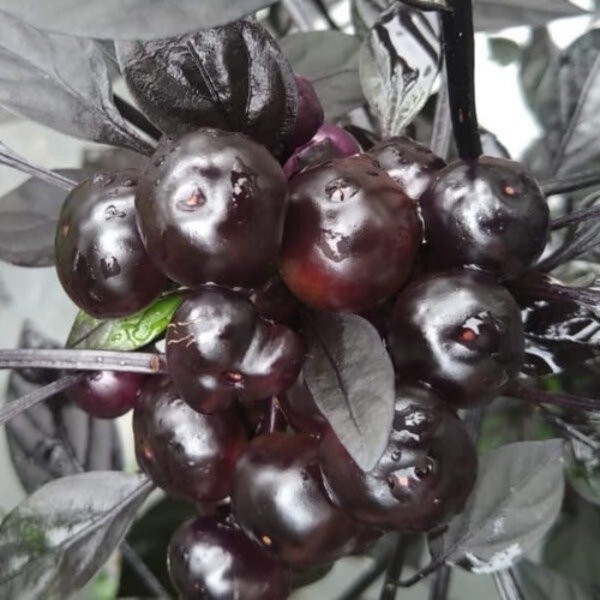 Benih Bibit Cabe Black Pearl Biji Tanaman Cabai Hias Hitam Bulat Unik